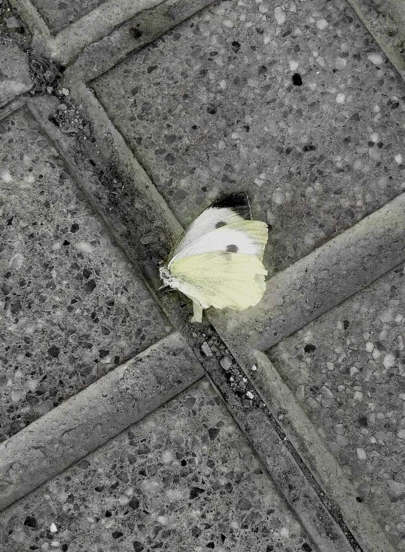 FB_IMG_1540634879829