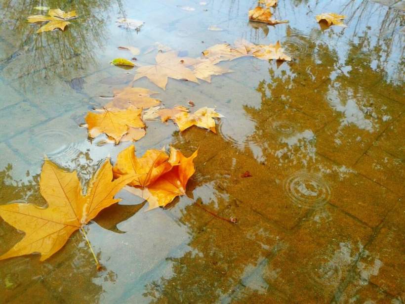 FB_IMG_1541063377960